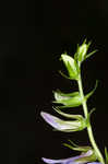 Pale spike lobelia